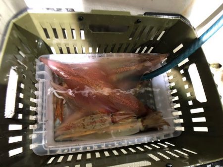 オーシャンズ　京都 釣果