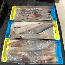 オーシャンズ　京都 釣果