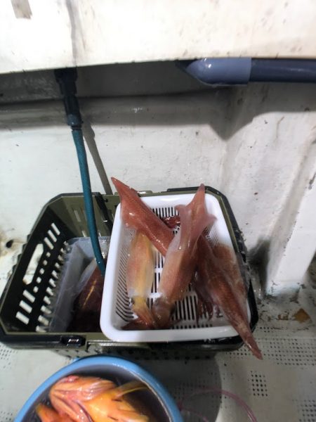 オーシャンズ　京都 釣果