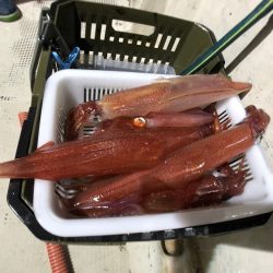 オーシャンズ　京都 釣果