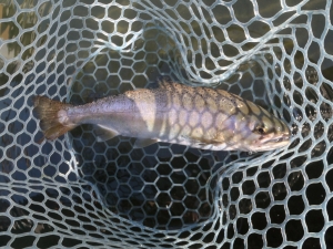 朝霞ガーデン 釣果