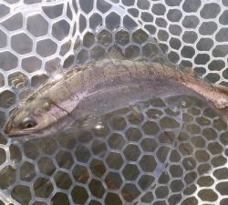 朝霞ガーデン 釣果