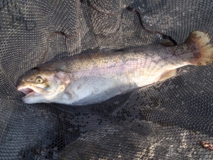 朝霞ガーデン 釣果