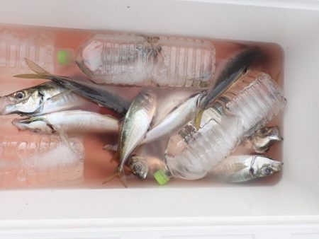 Aquanaut(アクアノート) 釣果