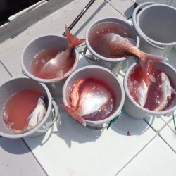 Aquanaut（アクアノート） 釣果