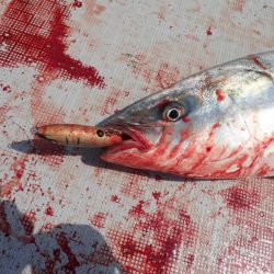 Aquanaut（アクアノート） 釣果