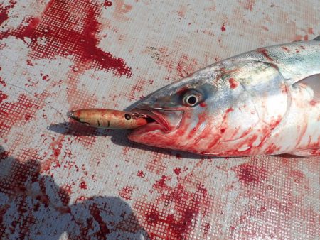 Aquanaut（アクアノート） 釣果