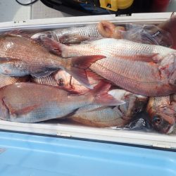 Aquanaut（アクアノート） 釣果