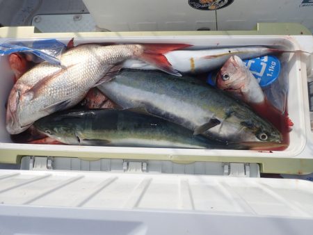 Aquanaut（アクアノート） 釣果