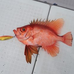 Aquanaut（アクアノート） 釣果