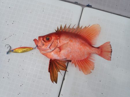 Aquanaut（アクアノート） 釣果