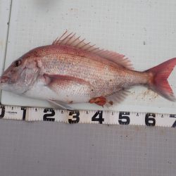 Aquanaut（アクアノート） 釣果