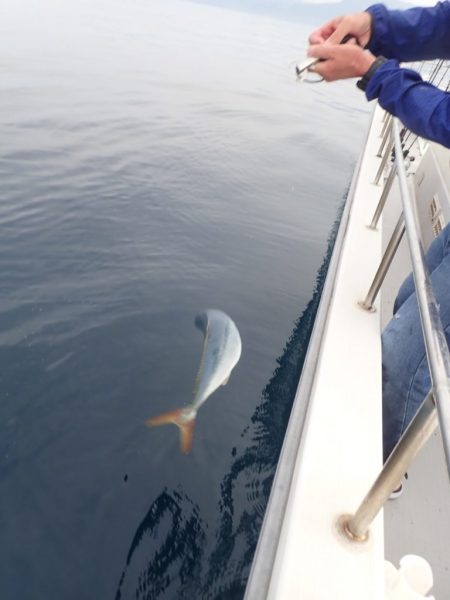 Aquanaut（アクアノート） 釣果