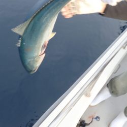 Aquanaut（アクアノート） 釣果