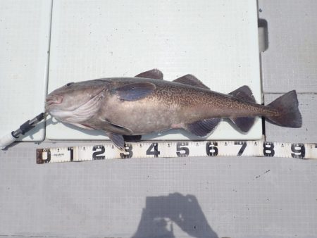 Aquanaut(アクアノート) 釣果