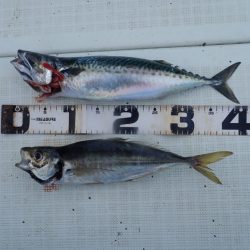 Aquanaut(アクアノート) 釣果