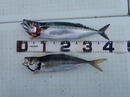 Aquanaut(アクアノート) 釣果