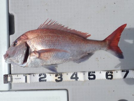 Aquanaut(アクアノート) 釣果