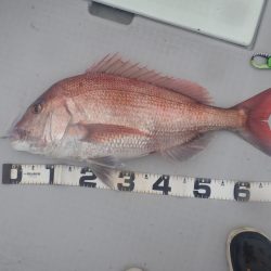 Aquanaut(アクアノート) 釣果