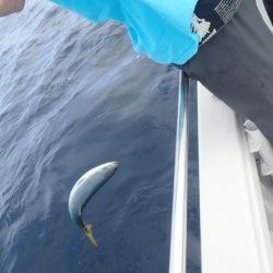 Aquanaut（アクアノート） 釣果