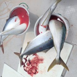 Aquanaut（アクアノート） 釣果