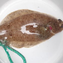 Aquanaut（アクアノート） 釣果