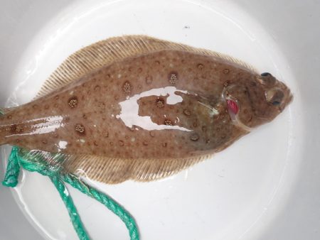 Aquanaut（アクアノート） 釣果