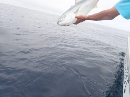 Aquanaut（アクアノート） 釣果