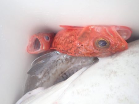 Aquanaut(アクアノート) 釣果