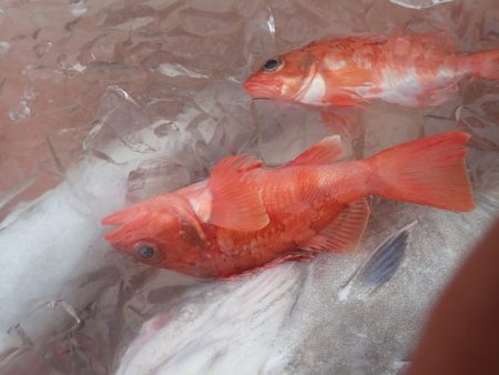 Aquanaut(アクアノート) 釣果