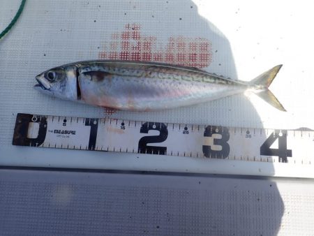 Aquanaut（アクアノート） 釣果