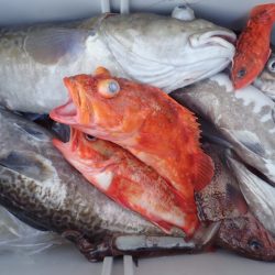 Aquanaut（アクアノート） 釣果