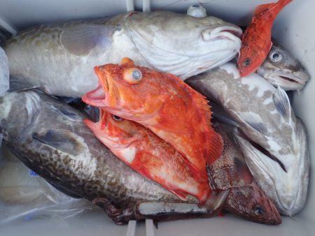 Aquanaut（アクアノート） 釣果