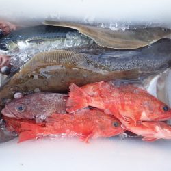 Aquanaut（アクアノート） 釣果