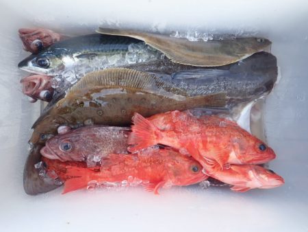 Aquanaut（アクアノート） 釣果