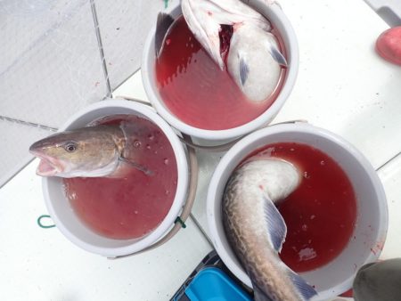 Aquanaut(アクアノート) 釣果