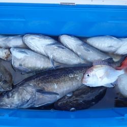 Aquanaut(アクアノート) 釣果