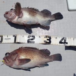 Aquanaut(アクアノート) 釣果