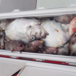 Aquanaut(アクアノート) 釣果