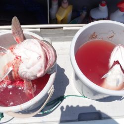 Aquanaut（アクアノート） 釣果