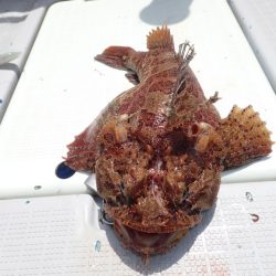 Aquanaut（アクアノート） 釣果