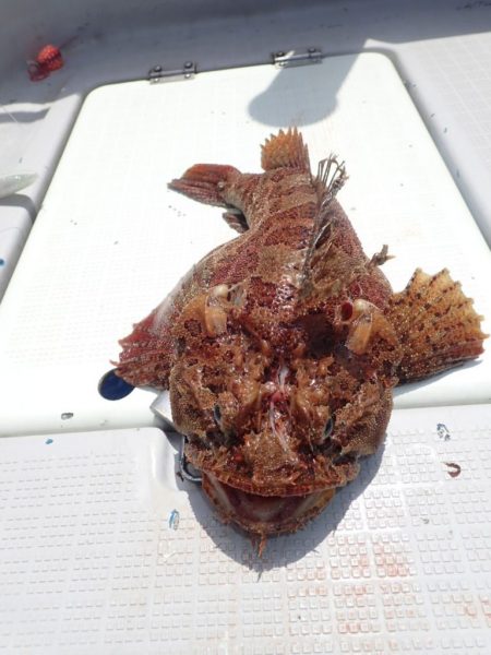 Aquanaut（アクアノート） 釣果