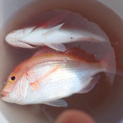 Aquanaut(アクアノート) 釣果