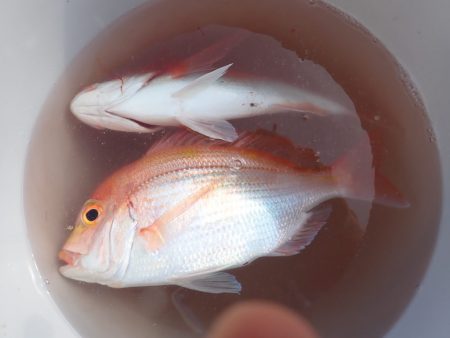 Aquanaut(アクアノート) 釣果