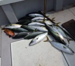 えすぽあ 釣果
