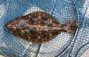 さぶろう丸 釣果