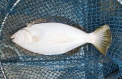 さぶろう丸 釣果