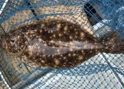 さぶろう丸 釣果