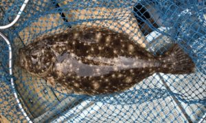 さぶろう丸 釣果