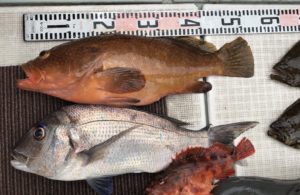 さぶろう丸 釣果